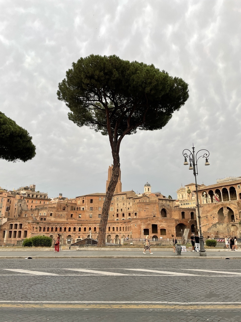 When in Rome... photograph pines.