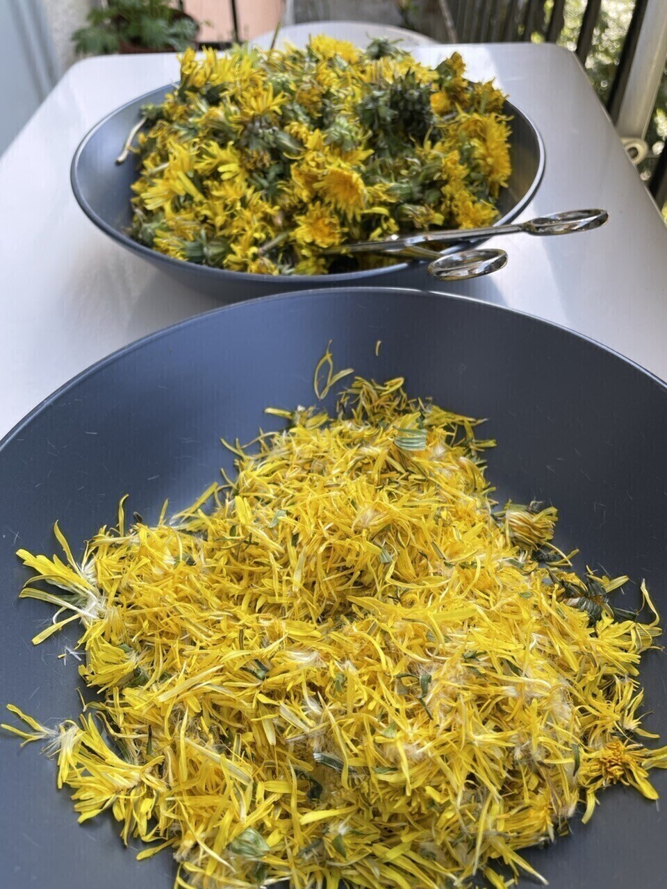 Two plates, one with dandelion flowerheads, the other with the petals cut off.