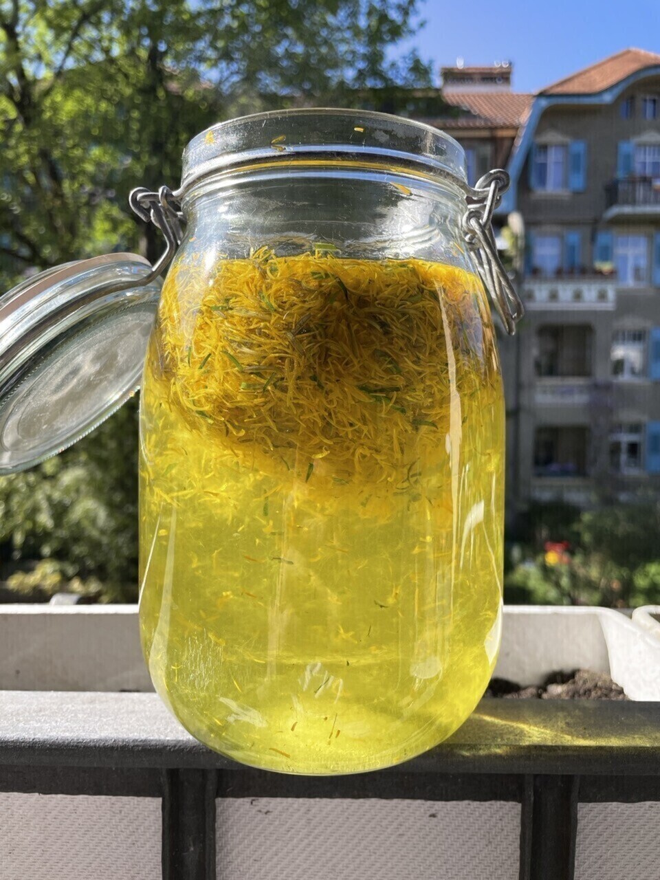 Dandelion petals in a large fermentation glass, submerged in water.