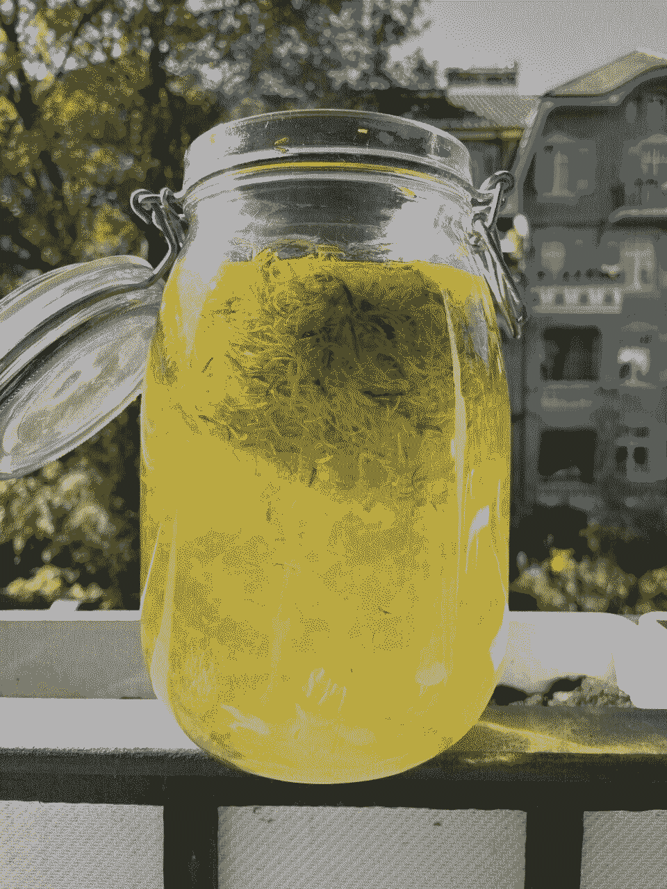 Dandelion petals in a large fermentation glass, submerged in water.